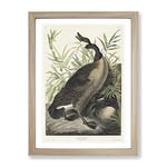 Canada Goose By John James Audubon Vintage Framed Wall Art Print, Ready to Hang Picture for Living Room Bedroom Home Office Décor, Oak A4 (34 x 25 cm)