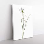 Big Box Art Keeled Garlic Flowers by Pierre-Joseph Redoute Canvas Wall Art Print Ready to Hang Picture, 76 x 50 cm (30 x 20 Inch), White, Grey