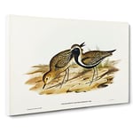 Australian Golden Plover Bird By Elizabeth Gould Vintage Canvas Wall Art Print Ready to Hang, Framed Picture for Living Room Bedroom Home Office Décor, 20x14 Inch (50x35 cm)