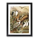 Vintage Beckman, Ludwig Herons Vintage Framed Wall Art Print, Ready to Hang Picture for Living Room Bedroom Home Office Décor, Black A4 (34 x 25 cm)