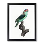 A Musk Lorikeet By F. Levaillant Vintage Framed Wall Art Print, Ready to Hang Picture for Living Room Bedroom Home Office Décor, Black A3 (34 x 46 cm)
