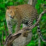 Greeting Sound Card by Really Wild Cards - Amur Leopard