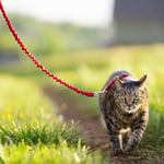 PetSafe Easy Walk Cat Harness Röd - S