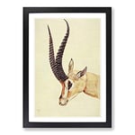 Big Box Art Vintage H Johnston Grant's Gazelle Framed Wall Art Picture Print Ready to Hang, Black A2 (62 x 45 cm)