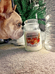 Large Yankee Candle 120-150 Hour Deck the Paws perfect Dog Lover Christmas Gift