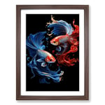 Siamese Fighting Fish Gothic No.3 Framed Wall Art Print, Ready to Hang Picture for Living Room Bedroom Home Office, Walnut A2 (48 x 66 cm)