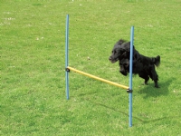PAWISE Agility hinder