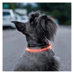 LED-halsband för Husdjur