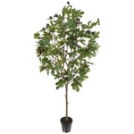 Mr Plant, Fikonträd 210 cm Grön