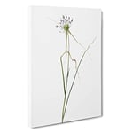 Big Box Art Keeled Garlic Flowers by Pierre-Joseph Redoute Canvas Wall Art Framed Picture Print, 30 x 20 Inch (76 x 50 cm), White, Grey