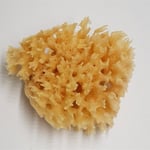 Natursvamp Honey Comb 8-9cm