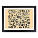 Encyclopaedia Shells Vintage Framed Wall Art Print, Ready to Hang Picture for Living Room Bedroom Home Office Décor, Black A2 (64 x 46 cm)