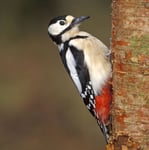 Great Spotted Woodpecker Sound Greeting Card Any Occasion Call Of The Wild Cards