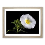 Flower Morning Glory White Modern Framed Wall Art Print, Ready to Hang Picture for Living Room Bedroom Home Office Décor, Oak A2 (64 x 46 cm)