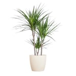 BloomPost Dracaena Marginata — Pot en fibre blanche de 90 à 100 cm et plus — Plante d'intérieur facile à entretenir — Plantes de bureau faciles à cultiver — Pot inclus