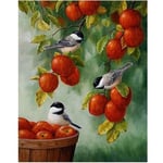 Paint by Numbers DIY Oil Painting kit Apple Tree Bird 40x50cm Modern Pop Hand Digital Painting oil Tablet Adults and Kids Beginner Gift Kits Pre-Printed Canvas Colorful Wall Art Home Decor T6202