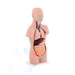 physa Torso - Anatomisk modell Unisex 12 delar 48 cm höjd