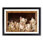Big Box Art Prize Pigs Framed Wall Art Picture Print Ready to Hang, Black A2 (62 x 45 cm)