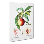 Peach Tree Flowers By Pierre Joseph Redoute Vintage Canvas Wall Art Print Ready to Hang, Framed Picture for Living Room Bedroom Home Office Décor, 24x16 Inch (60x40 cm)