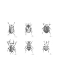 Day Poster Beetles, 6Pcs Sorted Home Decoration Posters & Frames Posters Animals White DAY Home