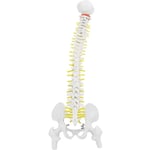 Biologisk modell 45cm Anatomisk flexibel mänsklig ryggrad Vertebral ländkurva modell Anatomi ryggrad Med