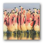 Bbc Earth Planet Earth Ii Andean Flamingoes Greetings Birthday Card 19