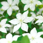 Omnia Garden Klätterväxt Klematis SoMany White Flowers 40-60 cm Clematis "SoMany® Flowers" PBR , 1-pack GTG23669