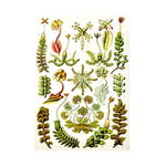 Wee Blue Coo 82nd Plate Ernst Haeckel Kunstformen Der Natur Hepatic Wall Art Print