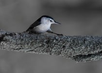 Morning TaiChi WhiteBreasted Nuthatch Poster 70x100 cm