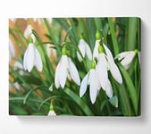 White snowdrops falling down Canvas Print Wall Art - Small 14 x 20 Inches