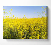 Summer harvest fields Canvas Print Wall Art - Extra Large 32 x 48 Inches