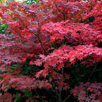 @plant Prydnadsbuske @Plant Japansk Lönn Bloodgood Acer palmatum 'Bloodgood', sol 100-125 co/kl