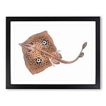 Brown Ray By Edward Donovan Vintage Framed Wall Art Print, Ready to Hang Picture for Living Room Bedroom Home Office Décor, Black A4 (34 x 25 cm)