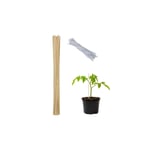 Blompinnar 60 cm i set om 50
