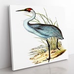 Australian Crane by Elizabeth Gould Vintage Canvas Wall Art Print Ready to Hang, Framed Picture for Living Room Bedroom Home Office Décor, 50x50 cm (20x20 Inch)