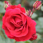 Omnia Garden Storblommig Klätterros Sympathie Röd Rosa "Sympathie", 5-pack GTG28095-5