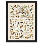 Millot Encyclopedia vintage Insects Dragonfly Nature Artwork Framed Wall Art Print A4