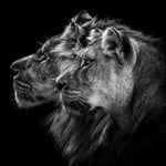Pelcasa Lion And Lioness Portrait Poster