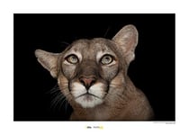 National Geographic Komar Tableau mural | Florida Panther Portrait | Taille : 40 x 30 cm | Sans cadre | Poster photo, animaux, espèce menacée d'animaux, impression sur le site | WB-NG-026-40 x 30