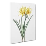 Golden Hurricane Lily By Pierre Joseph Redoute Vintage Canvas Wall Art Print Ready to Hang, Framed Picture for Living Room Bedroom Home Office Décor, 24x16 Inch (60x40 cm)