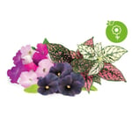 Click and Grow Smart Garden Refill 9-pack livlig blomstermix
