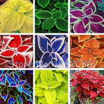 24 style de couleur différente Rare style russe du bonsaï pot Coleus maison jardin 40PCS graines de bricolage