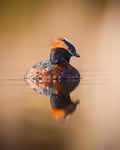 Horned Grebe With Reflection On A Mirror Like Pond Poster 21x30 cm