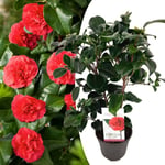 Camellia japonica 'Lady Campbell' - Rose - Pot 15cm - Hauteur 50-60cm - Rouge