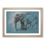Big Box Art Study of an Elephant by John Macallan Swan Framed Wall Art Picture Print Ready to Hang, Oak A2 (62 x 45 cm)