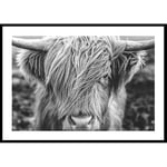 Gallerix Poster Highland Cow B&W 21x30 4703-21x30