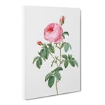 The Pink Cabbage Rose By Pierre Joseph Redoute Vintage Canvas Wall Art Print Ready to Hang, Framed Picture for Living Room Bedroom Home Office Décor, 24x16 Inch (60x40 cm)