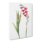 Pink Gladiolus Flowers By Pierre Joseph Redoute Vintage Canvas Wall Art Print Ready to Hang, Framed Picture for Living Room Bedroom Home Office Décor, 24x16 Inch (60x40 cm)
