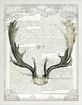 Frame Company Connolly Range Regal Antlers on Newsprint II by Sue Schlabach, Photo Frame - A2, White