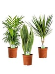 Indoor Plant Mix - 3 Plants - House / Office Live Potted Pot Plant Tree (Mix D)